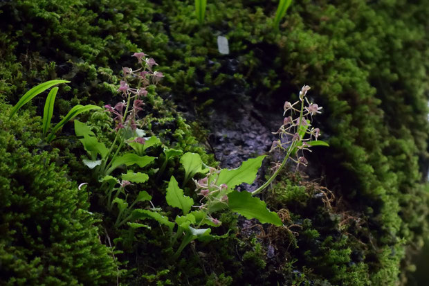 ずっと見たかった、憧れの花。　じっくり見ることができて大感激です！