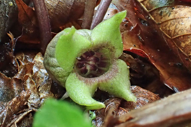 萼が4裂したトウゴクサイシン！　こんな花はカンアオイ属で初めて見ました