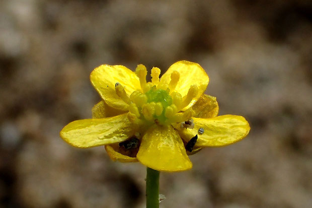 葯は長さ約0.5mmで、花糸は扁平。　集合果は球状で約4mm。　（黒っぽく見えるものは砂粒です）