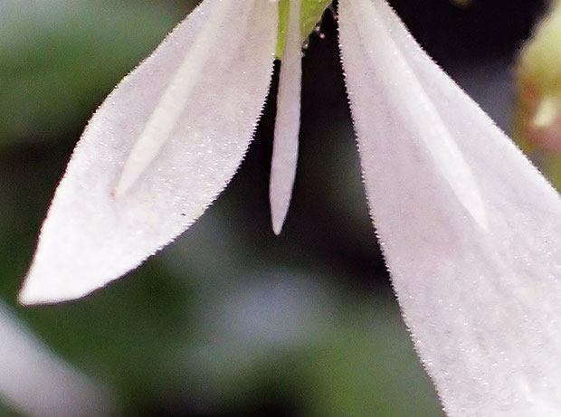 ハルユキノシタの花の拡大-2　花弁の縁の微細なギザギザにご注目