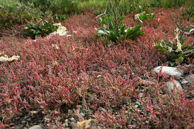 赤い植物は、ヒユ科のハママツナだと思ったのですが... もう紅葉しているのはおかしいね？