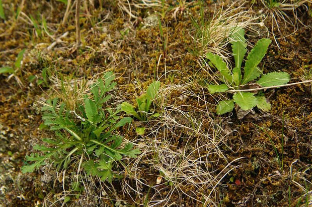 マツムシソウ　2年芽の葉(左)　1年目の葉(右)　　2006.06.04　　群馬県　野反湖　