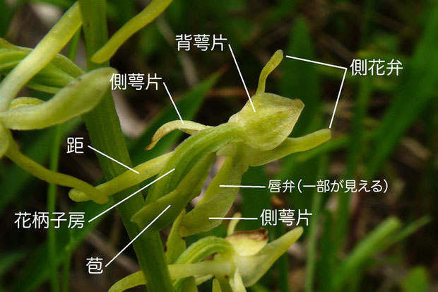 ヤマサギソウの花の斜め上面　各部の名称