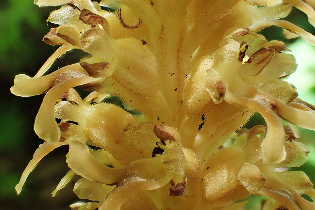 サカネラン花茎上部の花。花茎、花柄、子房に微腺毛が密生していた。無毛のエゾサカネランにはない特徴。