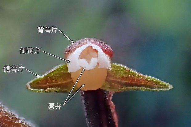 ＃７　カゲロウランの花　正面（背萼片、側萼片、側花弁、唇弁）