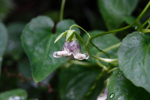 ツルギキョウの花の横顔