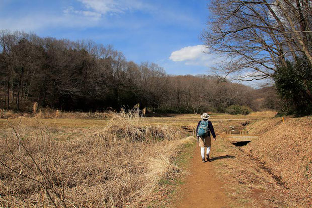 武蔵村山市の里山を歩く　　この季節、田んぼにいたイチョウウキゴケは完全に姿を消していた