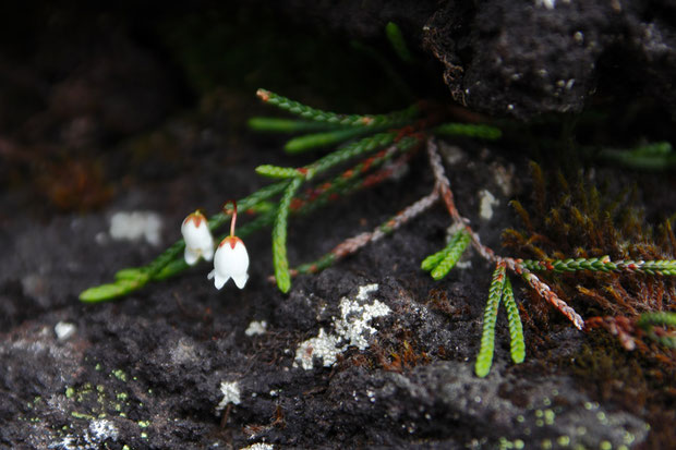 イワヒゲ (岩髭)　ツツジ科 イワヒゲ属　　花はお初です。ヒモのような茎に鱗片状の葉が密着します