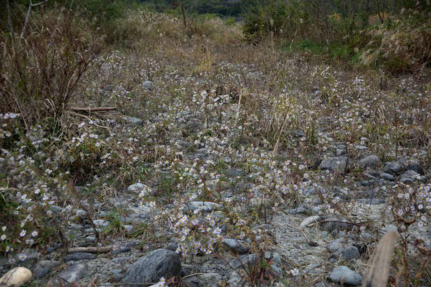 一番密度が高く群生している領域では、氾濫の影響は少なかったようです