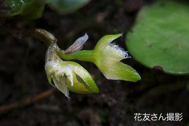 ＃１　ムギランの花　　長さ3〜3.5mmの小ささ。　側花弁の縁には白毛が生えます　　2015.06.02