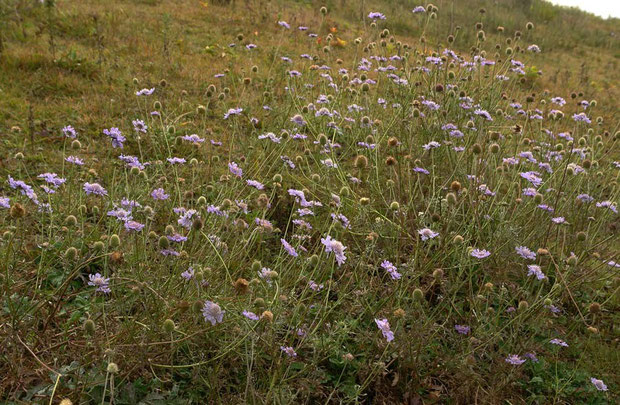 マツムシソウ　2009.09.22　　長野県　菅平高原