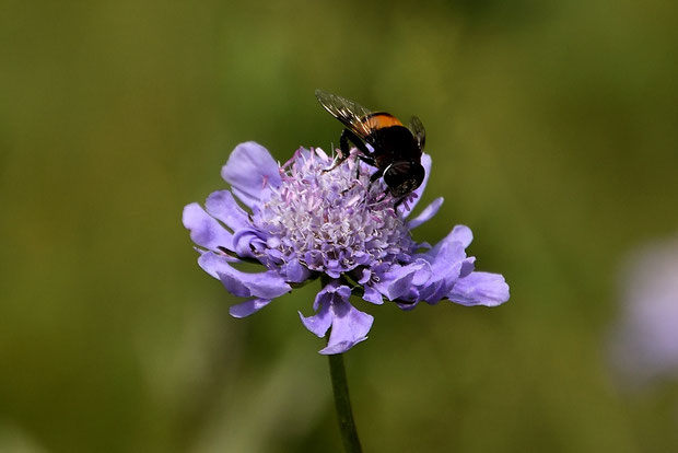 マツムシソウの花はやや大きく、上向きで着地しやすいためか、多くの昆虫が集まる