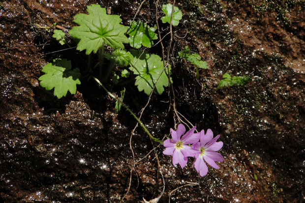 クモイコザクラ　花柄にはまばらに毛が生えていた