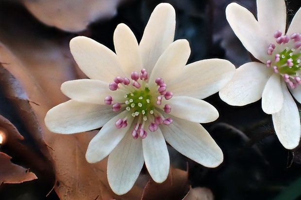 ミスミソウの花の各部を数えてみた。　この花は萼片は2段、それぞれ6個で計12個、雌しべ14個、雄しべ23個　でした。