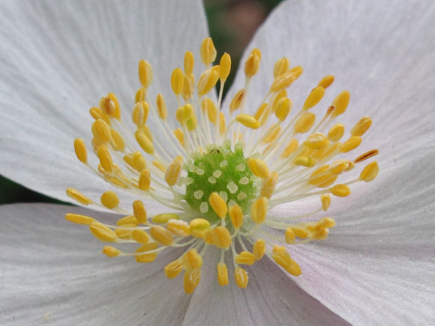 ＃９ ニリンソウの花 この花は雄しべ約105個、雌しべ推定52個でした