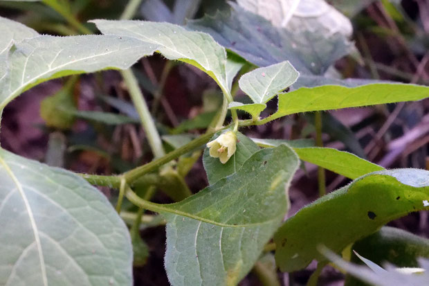 花期は6〜8月。　葉腋から花を出し、花は垂れ下がって咲きます