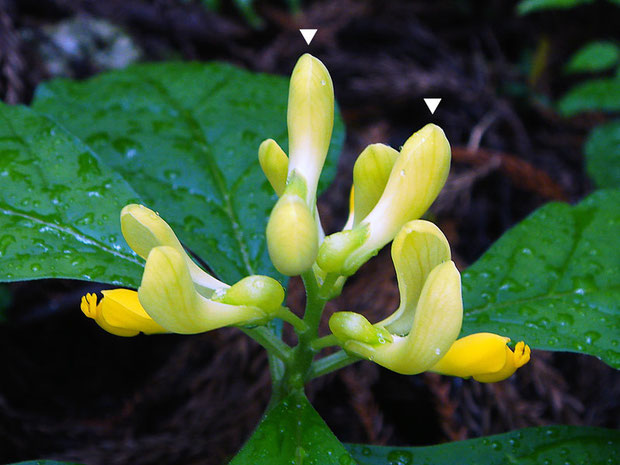 カキノハグサ　開花直前の花（▼部）