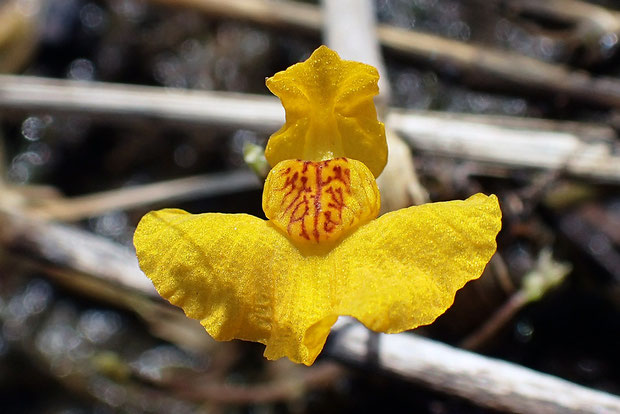 イヌタヌキモの花