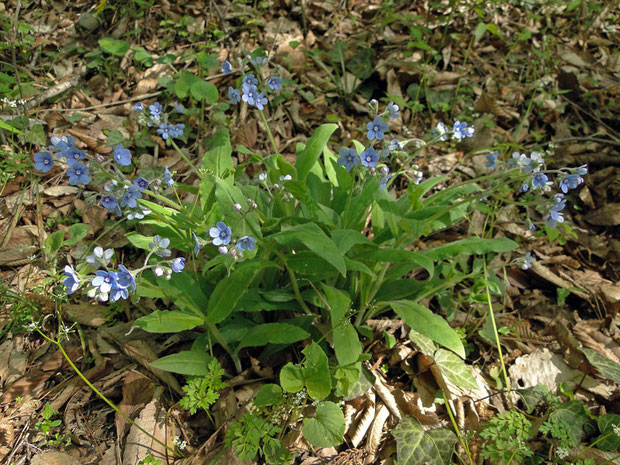 ルリソウ　2010.05.09 福島県福島市