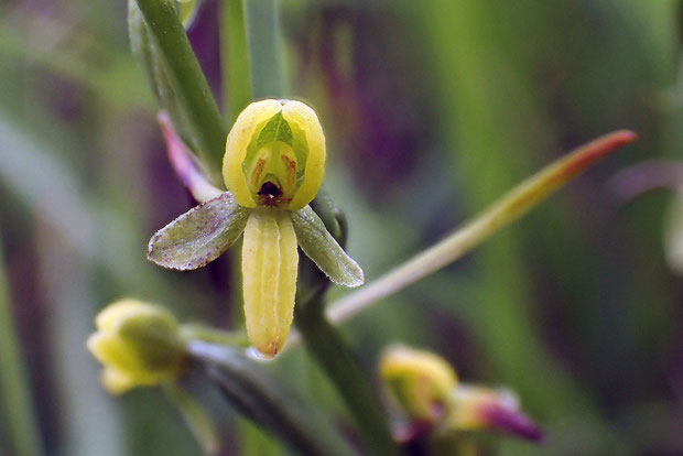 コバノトンボソウの花の正面