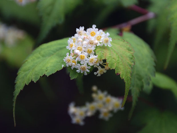 コゴメウツギの花　　花弁と萼片は白色で互生、花弁は萼片より長い。 雄しべは10個で花弁より短い