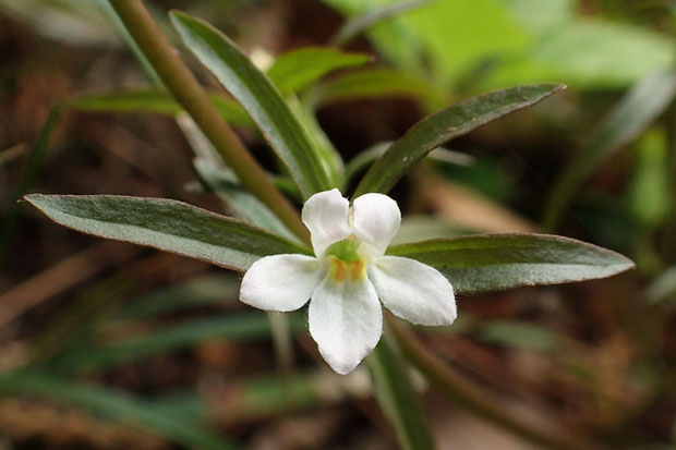 クチナシグサの花は小さいが、よく見るととても可愛らしい