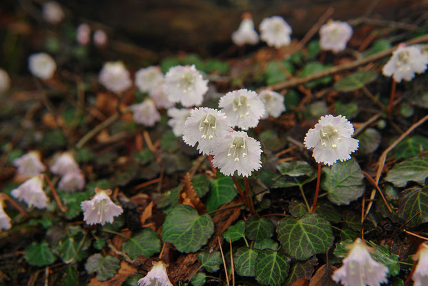 　イワウチワ　(岩団扇)　イワウメ科 イワウメ属　Shortia uniflora