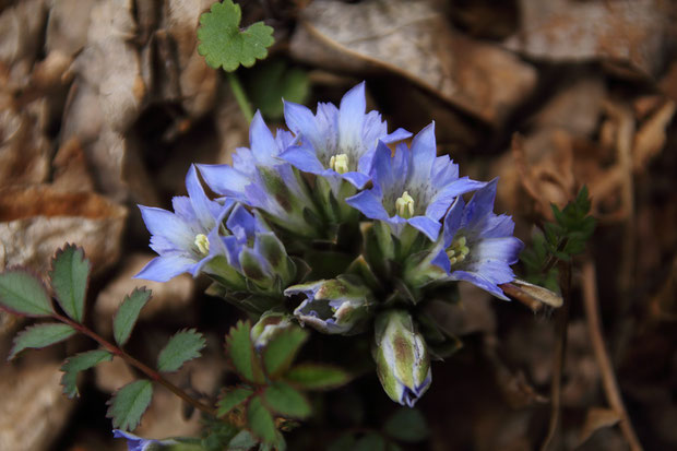 フデリンドウ (筆竜胆)　リンドウ科 リンドウ属　　やや開花が遅れている気がする