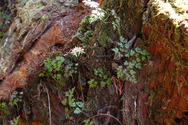 コセリバオウレン (小芹葉黄蓮)　キンポウゲ科 オウレン属　　花をつけた株は少なかった