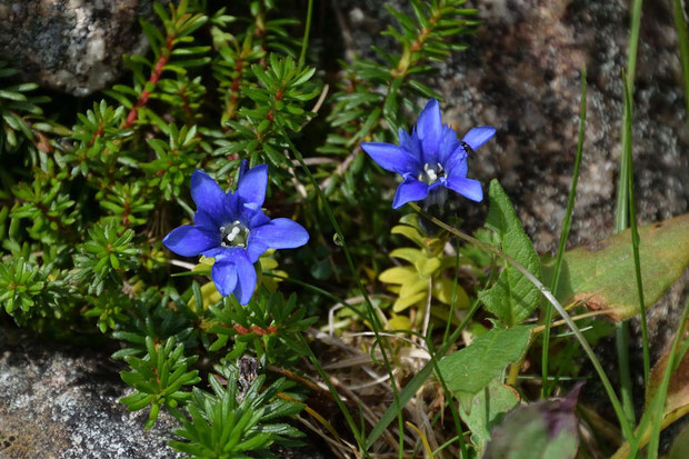 ミヤマリンドウ (深山竜胆)　リンドウ科 リンドウ属　　高山の青空のように色が濃い個体が多かった