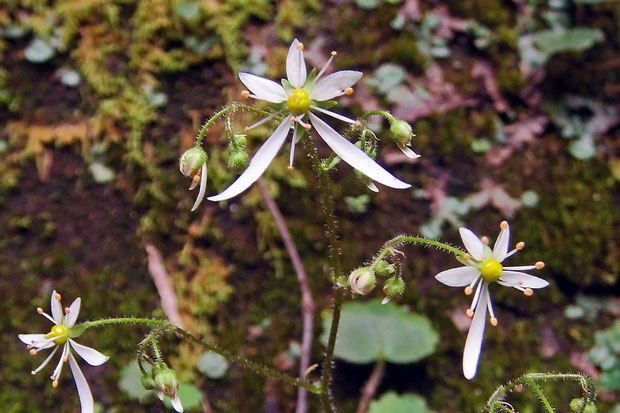 ＃２　イズノシマダイモンジソウは、花茎・花柄・萼など全体に毛が多いのが特徴