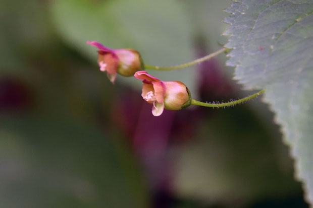 イナサツキヒナノウスツボの花　　小さな壺状の形状が「雛の臼壺」の名の由来でしょう