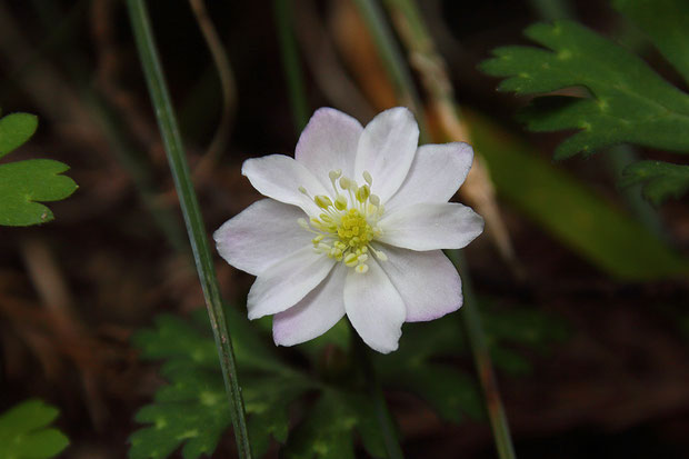 萼片が10個もあるニリンソウを見つけた！　普通は5個。4、6〜8個の花は見たことがあるが10個は初！