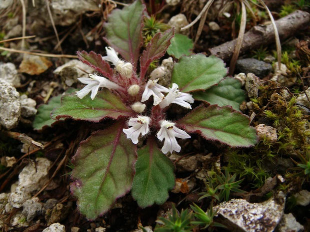 ツクバキンモンソウ - 野山に自然に咲く花のページ