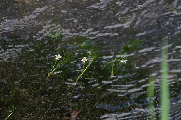 バイカモ (梅花藻)　キンポウゲ科 キンポウゲ属　　花数は非常に少なかった。早すぎたかな？