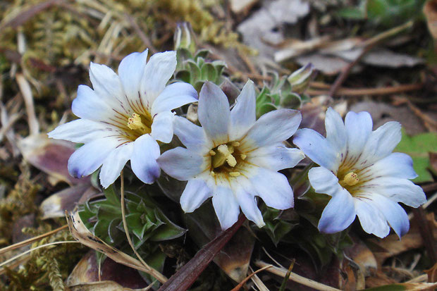 コケリンドウの花は雌雄異熟で、雄性先熟です。　上の左右の花は若い花で雄性期、中央の花は柱頭が成熟した雌性期です