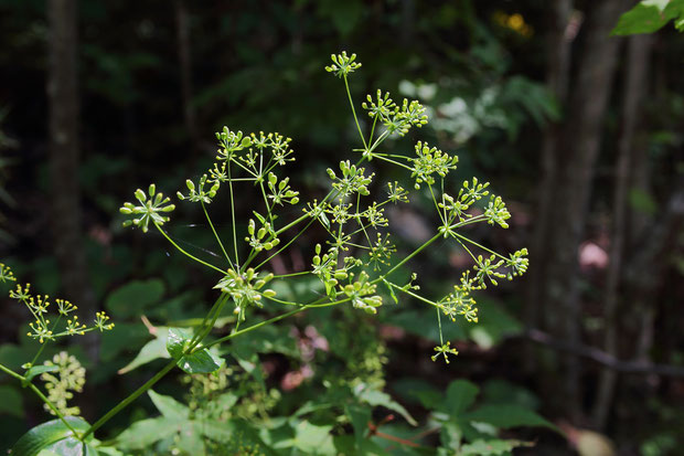 ホタルサイコ (蛍柴胡)　セリ科 ミシマサイコ属　　花は終わり、果実になっていた