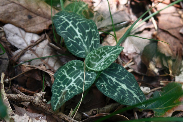 ミヤマウズラの葉　　まだ花茎を上げていない株