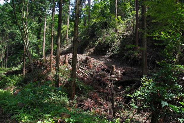 山肌を荒々しく削って造られた道。　伐採した木が無造作に投げ捨ててある