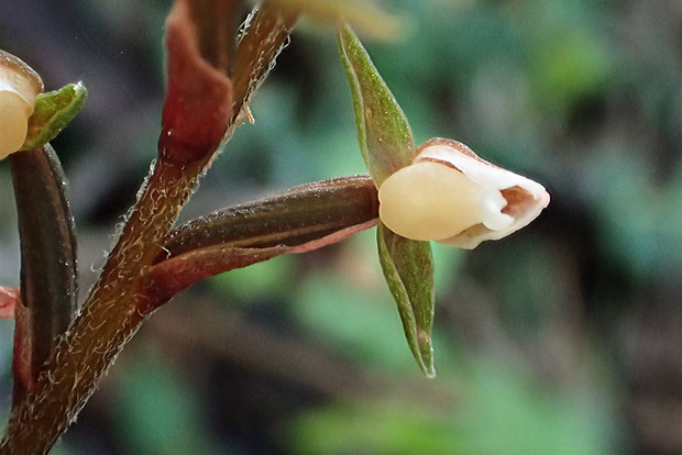 ＃１０　カゲロウランの花をほぼ真下から見上げると、なんだかカッコイイ。　やはり飛行機を連想します...