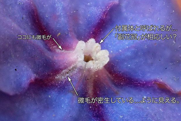 ルリソウ花の中心部の拡大