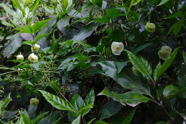 　他の植物に絡みついていました。　2012.05.01 神奈川県