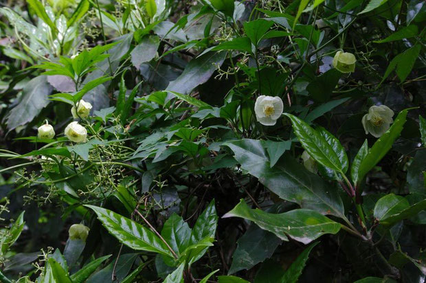 　他の植物に絡みついていました。　2012.05.01 神奈川県