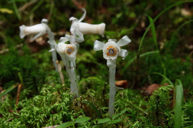 ギンリョウソウ (銀竜草)　ツツジ科 ギンリョウソウ属　　この植物も菌根菌に寄生する菌従属栄養植物