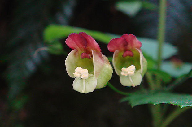 サツキヒナノウスツボの花は、パッカ〜ンと口を開けたように見え、なんとも愛嬌があります。　花は雌性先熟です。