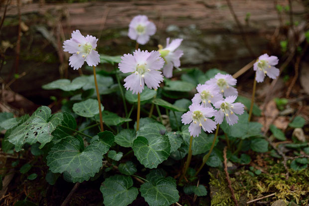 どの花も元気で、ベストな時期だったようです。