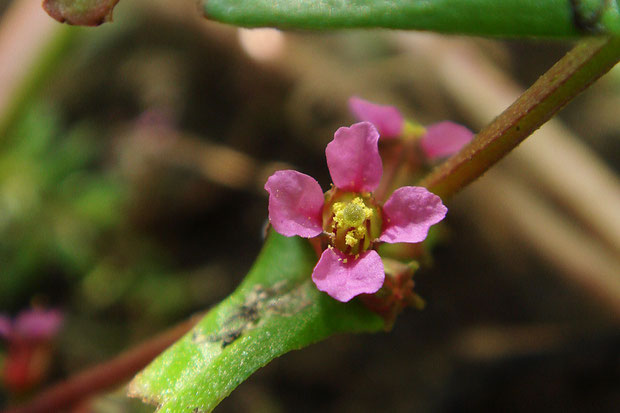 ホソバヒメミソハギの花はピンク色でかわいい　　でも関東地方以西に帰化している侵入植物です