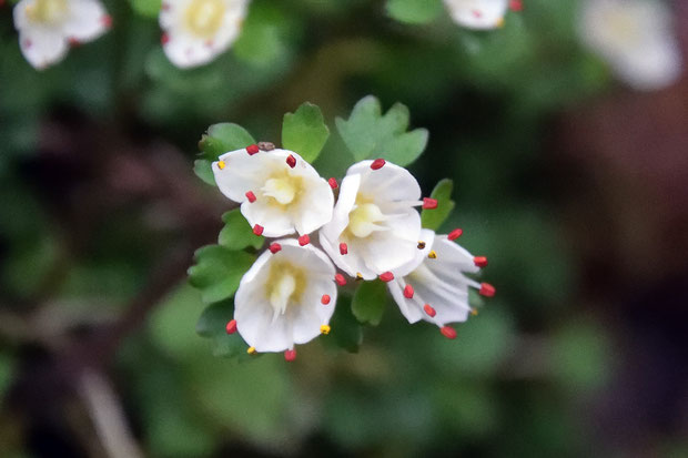 暗紅色の葯が白い萼に映えます。　花粉は黄色（シロバナネコノメソウの花粉は白色）