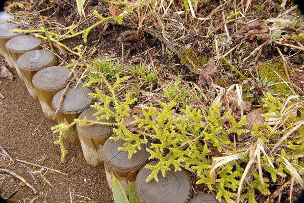 ヒカゲノカズラ (日陰葛)　シダ植物です