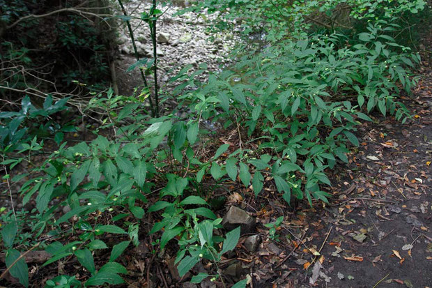 タニジャコウソウ (谷麝香草)　シソ科 ジャコウソウ属  やっと見つけた！　でも予想通り花は完全に終わり